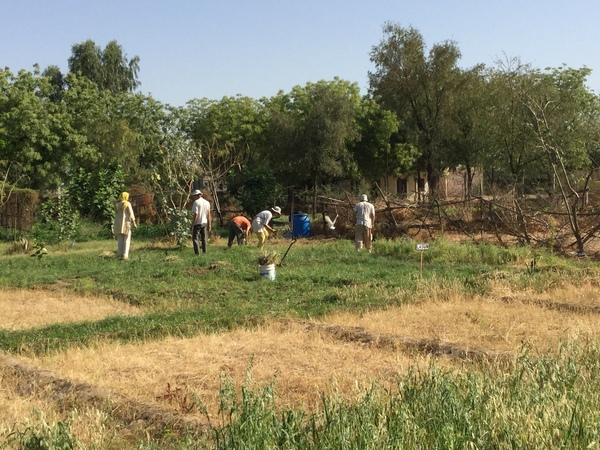 harvesting garlic after breakfast 600
